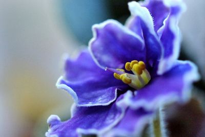 Close-up of purple flowers blooming outdoors