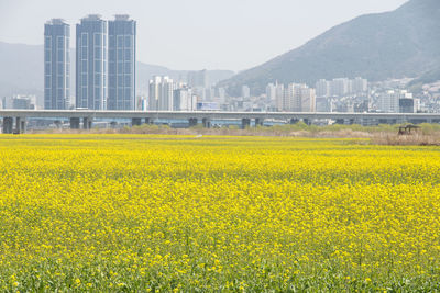 View of yellow flowers in city