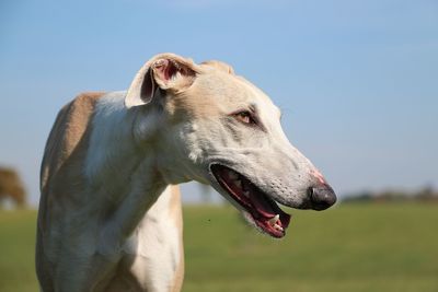 Close-up of a dog looking away