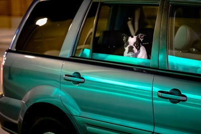 Portrait of dog seen through car window