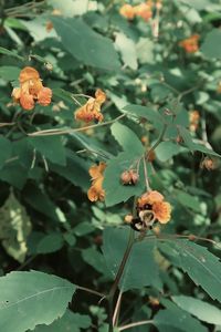 Close-up of red flowering plant