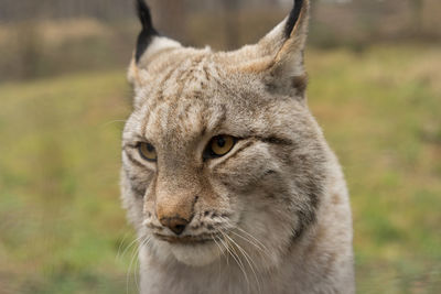 Close-up portrait of a monkey