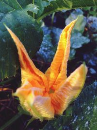 Close-up of flower