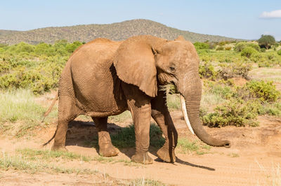 Elephant walking in a field