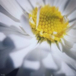 Close-up of yellow flower