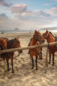 Horses on field against sky