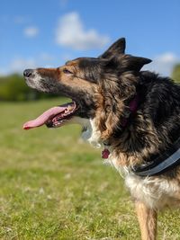 Full length of a dog on field