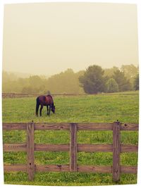 Horses grazing in field