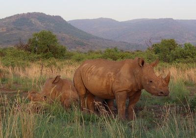 White rhinos in african bush 