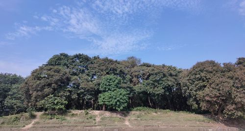 Trees growing on field against sky