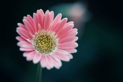 Close-up of white flower