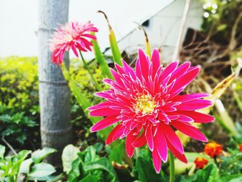 Close-up of pink flowers blooming outdoors