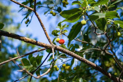 Low angle view of berries on tree