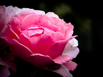 Close-up of pink rose