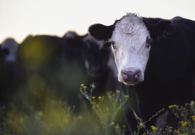 Close-up of cow