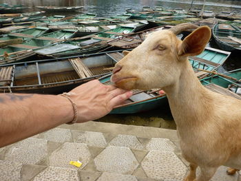Cropped image of man touching goat by boats moored in lake