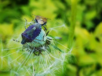 Close-up of butterfly pollinating on flower