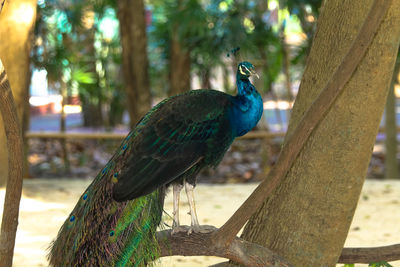 Close-up of peacock perching on tree trunk