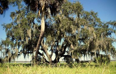 Trees on grassy field