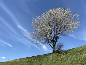 Low angle view of flowering tree on field against sky