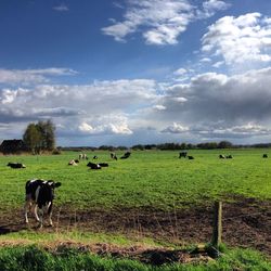 Cows in a field