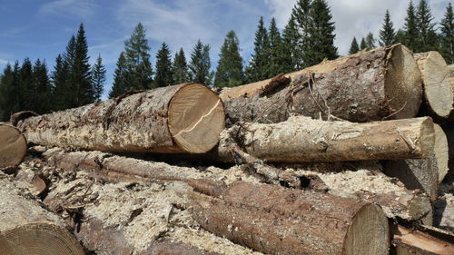 Stack of logs in forest