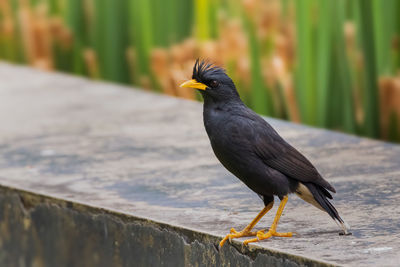 Close-up of bird perching on retaining wall