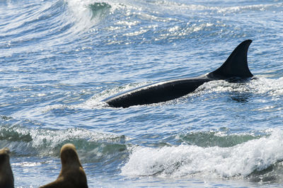 Low section of man swimming in sea