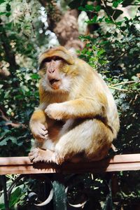 Monkey sitting on tree