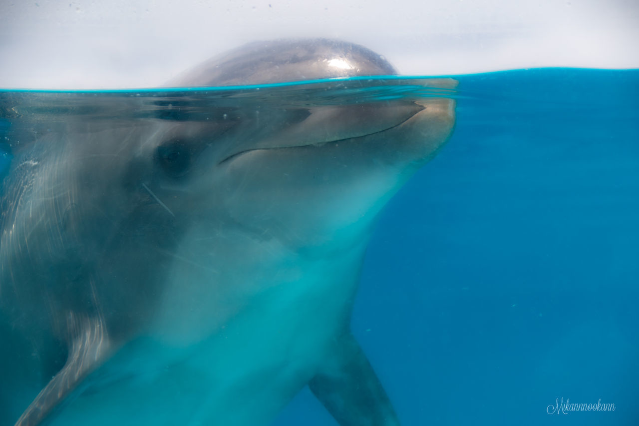 sea, underwater, animal themes, animal, water, animal wildlife, wildlife, marine biology, one animal, swimming, sea life, marine mammal, dolphin, mammal, aquatic mammal, marine, fish, nature, undersea, no people, common bottlenose dolphin, blue, ocean, outdoors, animal body part, whale, close-up, azure