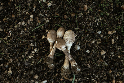 High angle view of mushrooms growing on field