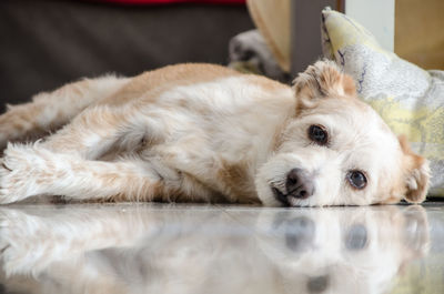 Portrait of dog lying down