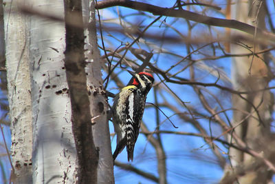 Bird perching on branch