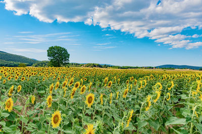 Scenic view of sunflower field against cloudy sky