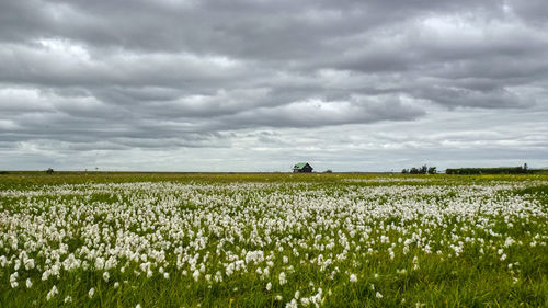 Scenic view of a field against cloudy sky