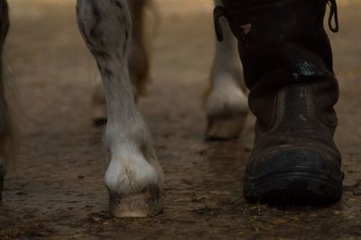 Low section of man and horse