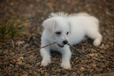 White puppy holding stick in its mouth