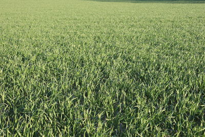 Full frame shot of corn field