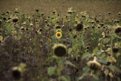 Flowers growing on field