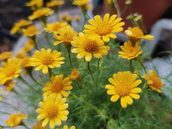 Close-up of yellow flowering plants on field