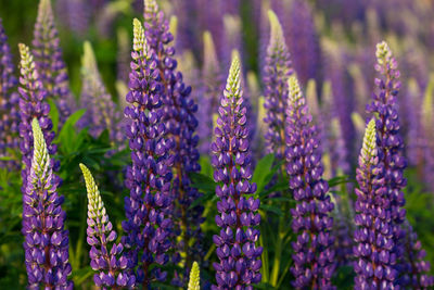 Blue and purple lupines blooming in june on a sandy slope