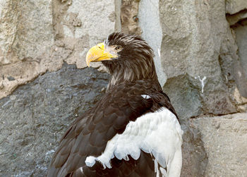 Close-up of eagle against wall