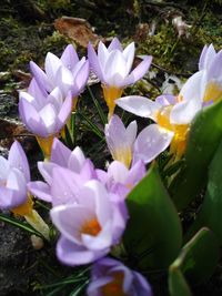 Close-up of purple crocus flowers