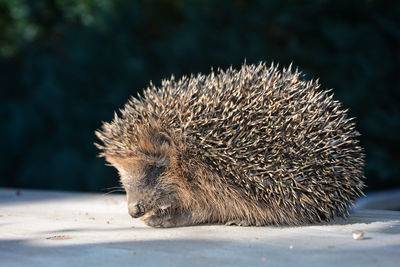 Close-up of an hedgehog 