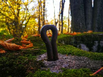 Close-up of tree trunk during autumn