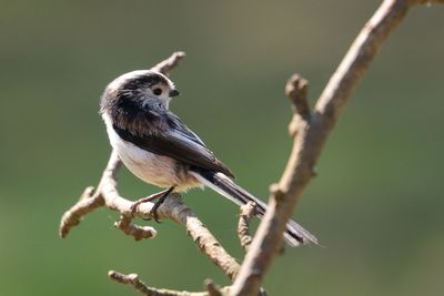Bird perching on branch of tree