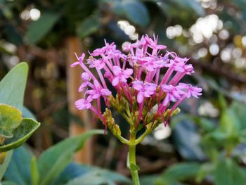 Close-up of pink flower