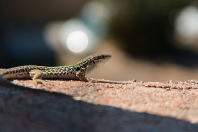 Close-up of lizard on rock