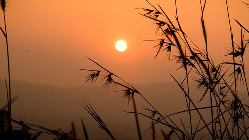 Close-up of silhouette plants against sunset sky