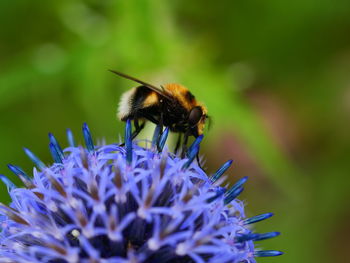 Close-up of bee on purple flower
